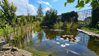 Koi fish ponds Oczko wodne [upl. by Eened827]