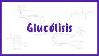 BIOQUÍMICA  Glucólisis Catabolismo de Carbohidratos  Blasto Med [upl. by Irneh]