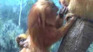 Endangered Golden Lion Tamarin Twins Born at Denver Zoo [upl. by Maxy]