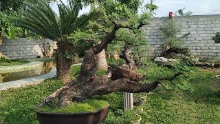 HD Review Bonsai Arabica MURAH  koleksi bonsai Lainnya [upl. by Henarat570]