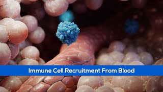 Science Animation Showing Immune Cell Recruitment [upl. by Ikram]