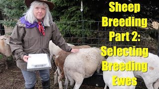 Sheep Breeding Series  Part 2 Selecting Ewes for Breeding [upl. by Dorene]