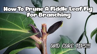 Fiddle Leaf Fig Pruning WITH 7 NEW BRANCHES  Plant Care Tips Too [upl. by Gnus]