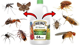 How To Use WHITE VINEGAR To Keep PESTS Away  FRUIT FLIES GNATS ANTS SPIDERS MOSQUITOES BEDBUGS [upl. by Burrell]