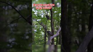 Can you count how many screech owlets owl wildlife nature [upl. by Venditti194]