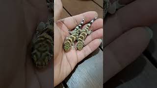 小蚂蚁养宠日记9 cute little frog eyed gecko cute cutepets cuteanimals gecko shortvideo shorts [upl. by Norina]