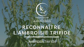 Reconnaître lAmbroisie trifide [upl. by Ivens]