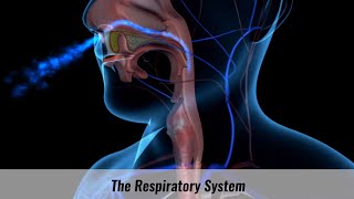 The Human Respiratory System Explained [upl. by Bob801]