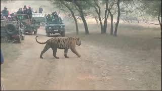 Ranthambhore National Park zone 1 [upl. by Yrrah]