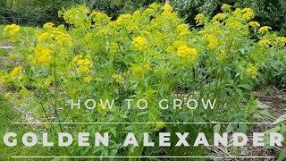 Golden Alexander  Facts Grow and Care [upl. by Ximena]