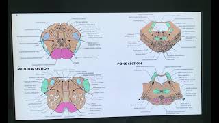 CNS Development Part 2 Development of Nervous system Embryology of Nervous system [upl. by Alleul535]