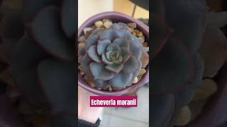 Echeveria moranii echeveriamoranii succulents suculentasbr suculentas suculover suculentaslove [upl. by Eastlake]