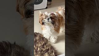 Eva nind me haicutepet shihtzu pets [upl. by Hilda]