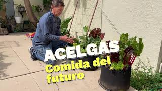 Acelgas Comida Del Futuro [upl. by Knowles]