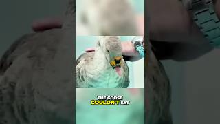 Goose Gets a New Beak 🦢✨ Via InterestingFactsClub shorts animals [upl. by Idnic829]