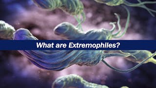 What are Extremophiles [upl. by Eiramanit]