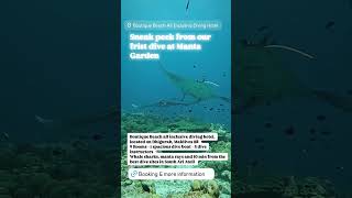 Full Day Trip islandlifesimpleluxury dhigurarh travel Maldives dive sharks mantaray [upl. by Utimer]