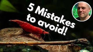 🖐️ 5 Shrimp Keeping Mistakes to Avoid THESE MISTAKES ARE MOST OFTEN MADE BY NEW SHRIMP KEEPERS [upl. by Eyssej]