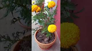 Outcome of pinching Marigold Flower [upl. by Lehar321]