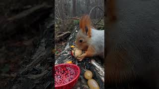 🐿️Угощения для белочки Friandises pour écureuils [upl. by Adran]