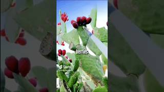 Why Fruits on Cactus Plant [upl. by Starling71]