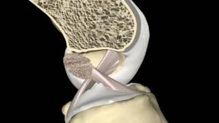 Animation des ligaments croisés du genou [upl. by Ardeed]