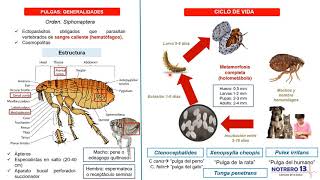 Pulgas Orden Siphonaptera [upl. by Susana]