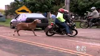 Goat goes on rampage in Brazilian town [upl. by Aleirbag]