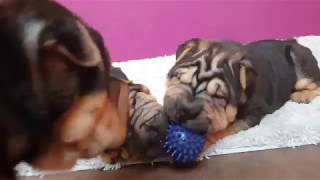 sharpei puppies love their balls [upl. by Yvor]