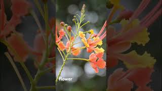 caesalpinia pulcherrima flower [upl. by Viveca407]