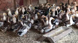 Apple yard ducks  Cackle Hatchery [upl. by Gillian503]