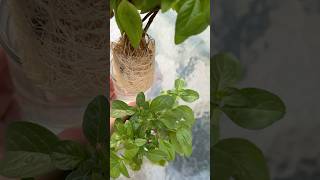 How to Grow Basil Inside Home basil growplantsfromcutting l [upl. by Reta]