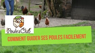 Comment guider ses poules et les attirer facilement [upl. by Ynots535]