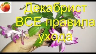 Декабрист ВСЕ Секреты Супер Цветения Все правила Ухода Schlumbergera Почему не цветет Шлюмбергера [upl. by Knah966]