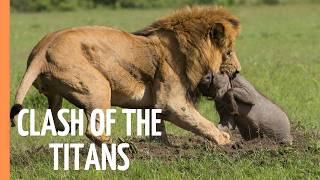 Explore the Clash of the Titans  Lions vs Hyenas a Fight for Territory  Full Documentary [upl. by Sugna]