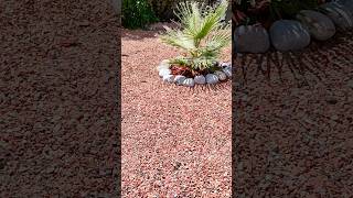 California Fan Palm  Washingtonia Filifera  palms palmtree plants abq garden [upl. by Tnarb]