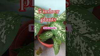 indoorplants easy to grow from cutting [upl. by Sairacaz40]