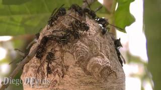 Polybia occidentalis  Camoati  Ninho de vespas  Black Wasps in nest colony [upl. by Glimp]