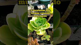 Top 5 Suculentas que se reproducen muy rápido plants youtubeshorts viralvideo [upl. by Wil]