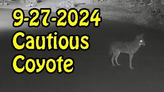 9 27 2024 Cautious Coyote [upl. by Heman]