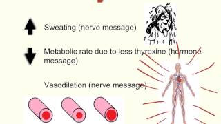 Coordination and Control Part 3 of 3  Negative Feedback and Temperature Control in Humans [upl. by Chaunce]