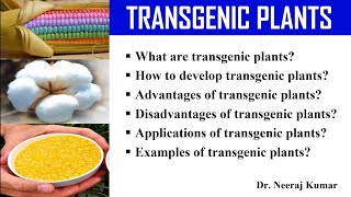 Transgenic plants  their production applications advantages disadvantages and examples [upl. by Pears]