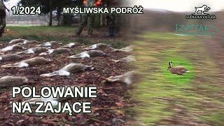 Polowanie na zające  Myśliwska podróż  SUDECKA OSTOJA 12024  hare Hasenjagd chasse au lièvre [upl. by Enailil406]