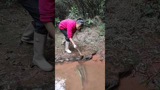 Fishing video🐠 rajib explore kolkata fishing catfish canal fishing fishing deepwater [upl. by Acirt]