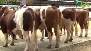 Recorrido por la Feria Ganadera de Tuluá Valle del Cauca Colombia  TvAgro por Juan Gonzalo Angel [upl. by Gough]