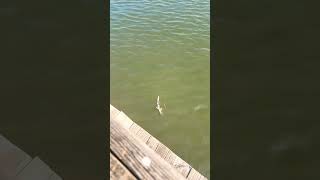 Bonnethead Shark caught in Charleston [upl. by Farnham798]