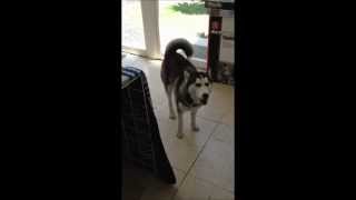 Siberian Husky Luna discute porque no quiere comer [upl. by Racklin]