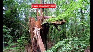 Joggingtour am Weingartsteig und in den Wäldern dahinter am 130524 [upl. by Anawak598]