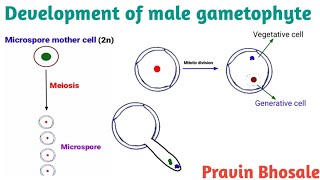 Development of male gametophyte in Hindi  Pravin Bhosale [upl. by Hachmin]