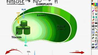 etapas da fotossíntese [upl. by Jesher]